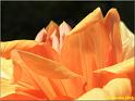 Parc floral 030